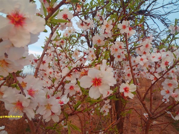 جشنواره «هزار شکوفه» در شهرستان بیله سوار برگزار می شود